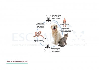 GL5/MG5: Control of Vector-Borne Diseases in Dogs and Cats