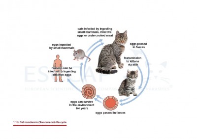 cat life stages